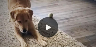 Watch the Golden Retriever’s adorable response when meeting the family’s new rescue kitten.