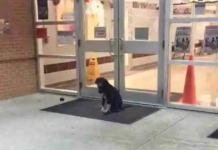 Every morning, a stray dog “mysteriously appeared” at school. The teacher became involved.