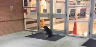 Every morning, a stray dog “mysteriously appeared” at school. The teacher became involved.