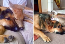 SARGE, a 9-YEAR-OLD GERMAN SHEPHERD, BECOME A SURROGATE AND KIND MOTHER FOR MANY PARENTLESS FAWNS.