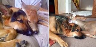 SARGE, a 9-YEAR-OLD GERMAN SHEPHERD, BECOME A SURROGATE AND KIND MOTHER FOR MANY PARENTLESS FAWNS.