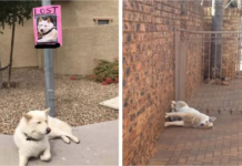11 Funny Images That Show How Cute Weirdos Our Pets Are