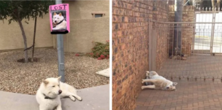 11 Funny Images That Show How Cute Weirdos Our Pets Are