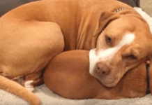 She refused to give up her closest buddy even though the shelter Pit Bull was set to be adopted.
