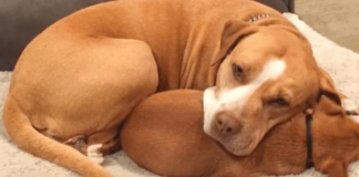 She refused to give up her closest buddy even though the shelter Pit Bull was set to be adopted.