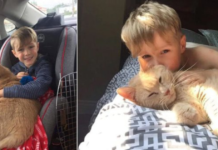A little boy chooses a 10-year-old XL ginger cat, when Offered Any Animal In The Shelter!