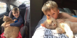 A little boy chooses a 10-year-old XL ginger cat, when Offered Any Animal In The Shelter!