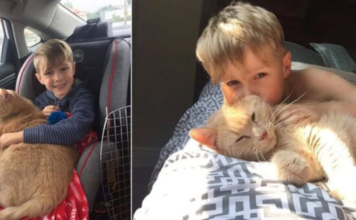 A little boy chooses a 10-year-old XL ginger cat, when Offered Any Animal In The Shelter!