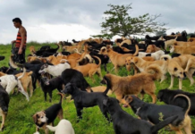 A Dog Lover’s Paradise Can Be Found In Costa Rica’s Land Of Stray Dogs