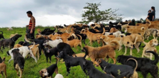 A Dog Lover’s Paradise Can Be Found In Costa Rica’s Land Of Stray Dogs