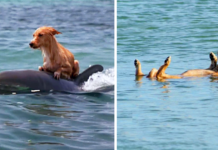 DOLPHINS SAVED A TERRIFIED PUPPY FROM DROWNING IN A FLORIDA WATERWAY