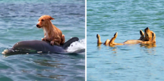 DOLPHINS SAVED A TERRIFIED PUPPY FROM DROWNING IN A FLORIDA WATERWAY