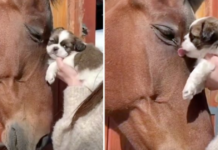 Horse gives a little puppy a gentle head rub, and the puppy responds by kissing the horse.