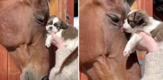 Horse gives a little puppy a gentle head rub, and the puppy responds by kissing the horse.