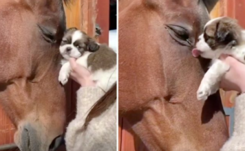 Horse gives a little puppy a gentle head rub, and the puppy responds by kissing the horse.