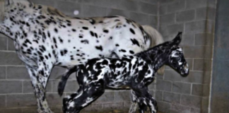 A NEWBORN SPOTTED MULE BECOMES A RARE ANIMAL DUE TO ITS COLOR.