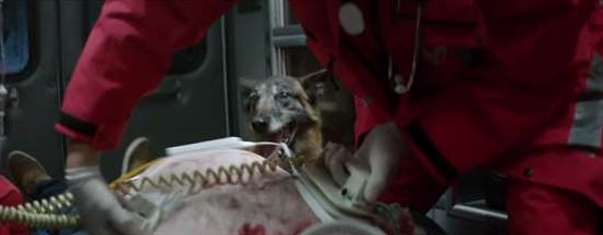 The Loyal Dog Return To Save Its Owner even abandoned 5 image 102