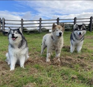 Heartwarming Encounter: Giant Husky Melts 4 Million Hearts When Meeting His New Baby Brother! 2 husky