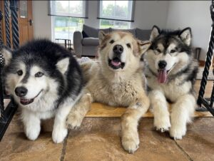 Heartwarming Encounter: Giant Husky Melts 4 Million Hearts When Meeting His New Baby Brother! 3 image 109