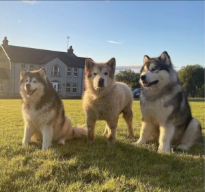 Heartwarming Encounter: Giant Husky Melts 4 Million Hearts When Meeting His New Baby Brother! 4 image 110