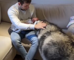 Heartwarming Encounter: Giant Husky Melts 4 Million Hearts When Meeting His New Baby Brother! 5 image 111