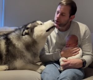 Heartwarming Encounter: Giant Husky Melts 4 Million Hearts When Meeting His New Baby Brother! 6 image 112