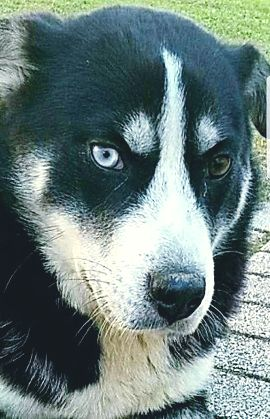 Husky dogs with different eyes: characteristic of race or marriage? 1 image 113