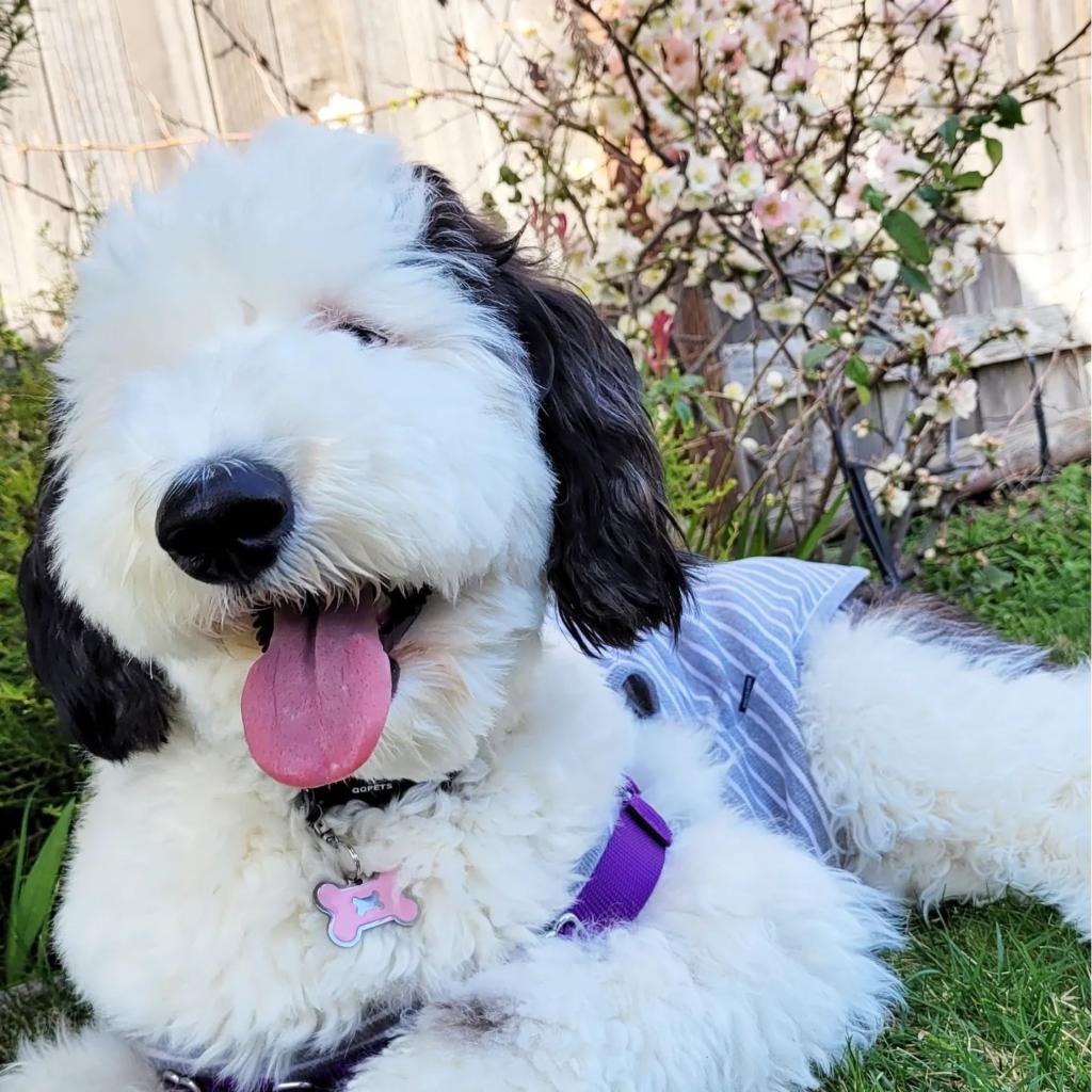 snoopy 