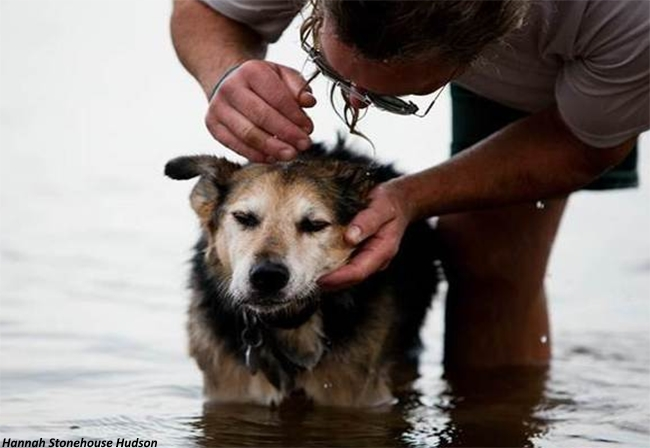 Owner Swims a Paralyzed Dog 20 Years Old So He Can Sleep 2 image 133