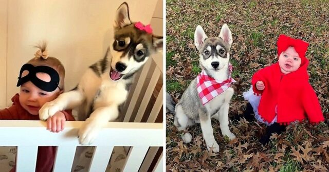 Husky