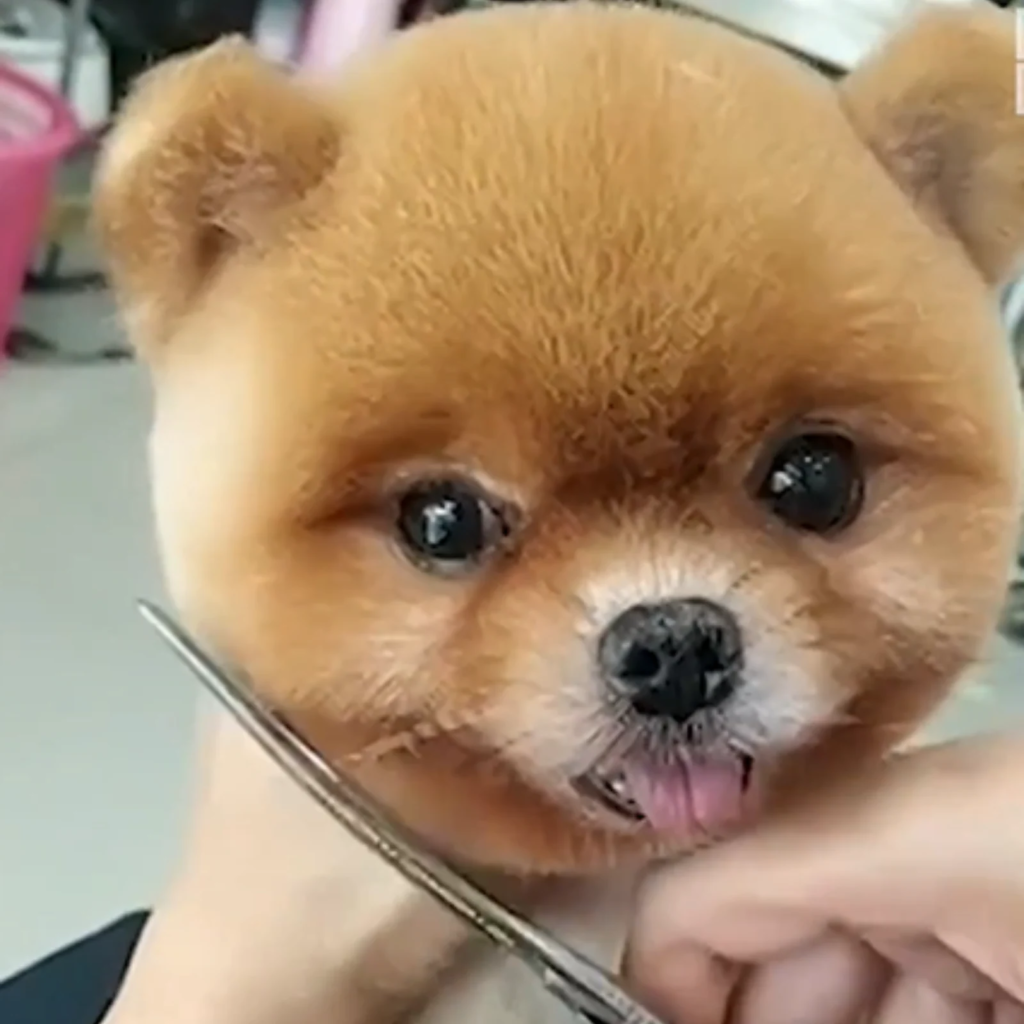 The Magic of Pomeranian Haircuts by a Skilled Dog Groomer 1 Groomer