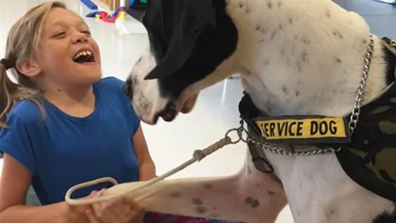 Giant dog George was granted "Dog's Best Day" after assisting the girl to walk again. 1 George