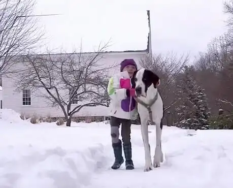 Giant dog George was granted "Dog's Best Day" after assisting the girl to walk again. 2 image 142