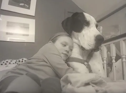 Giant dog George was granted "Dog's Best Day" after assisting the girl to walk again. 3 image 143