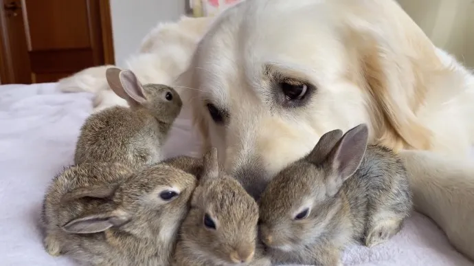 Heartwarming Connection: These 4 young bunnies cuddle with this golden ...