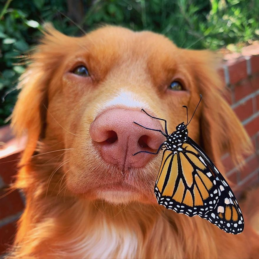 Curious Dog Cares For Butterflies In His Garden 1 Butterflies