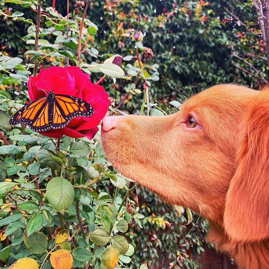 Curious Dog Cares For Butterflies In His Garden 2 image 167