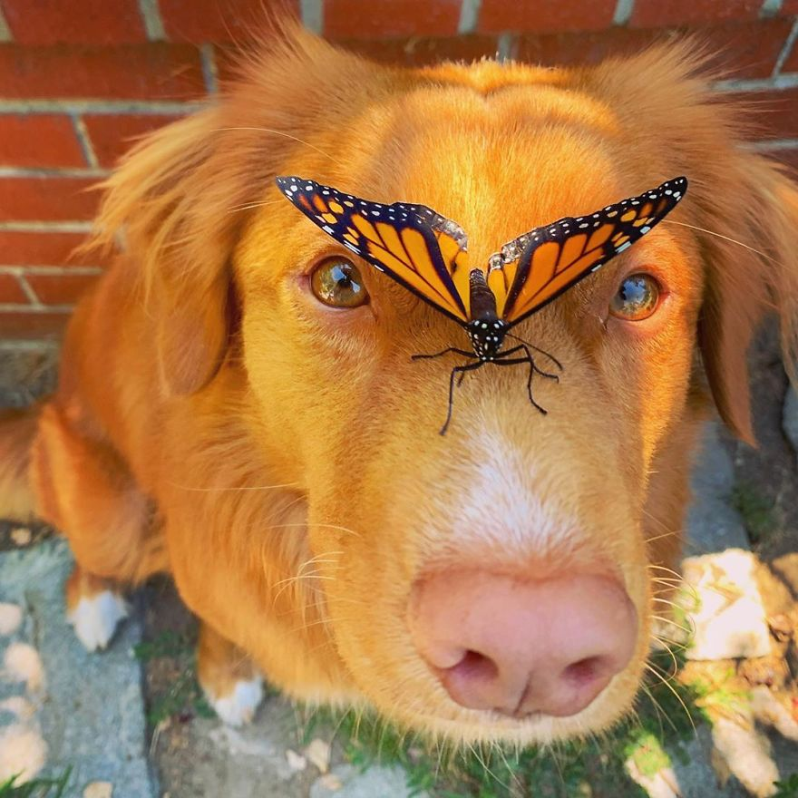 Curious Dog Cares For Butterflies In His Garden 3 image 168