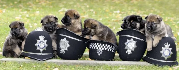 puppies
