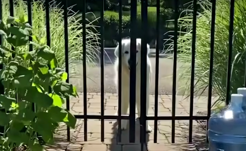 Golden Retriever Visits Neighbors Daily To Give A Special Gift 1 Golden Retriever
