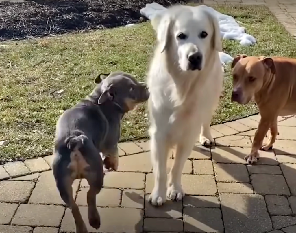 Golden Retriever Visits Neighbors Daily To Give A Special Gift 2 image 172