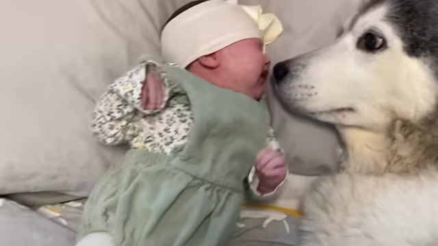 Husky