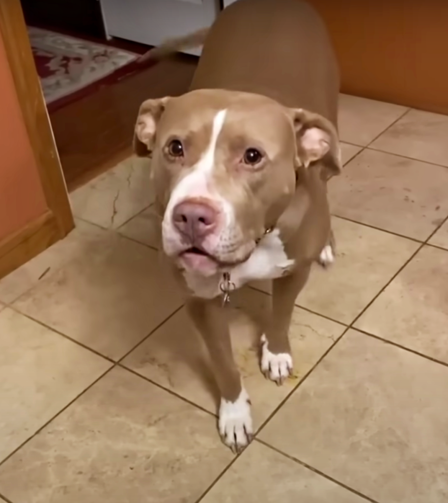 Pit Bull