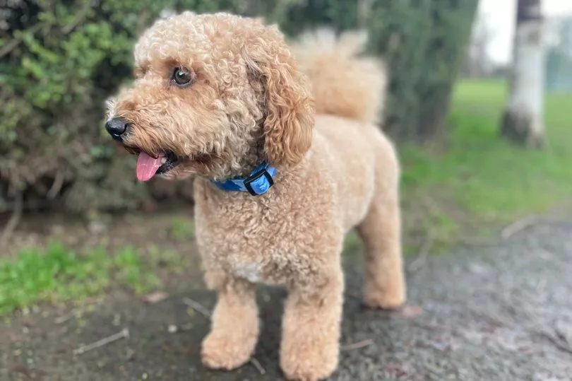 After a 100-mile journey, a cab driver finds missing pet "Ralph," and the story goes viral. 1 Ralph