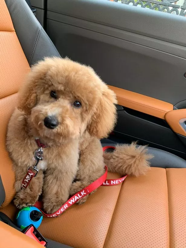 After a 100-mile journey, a cab driver finds missing pet "Ralph," and the story goes viral. 2 image 180