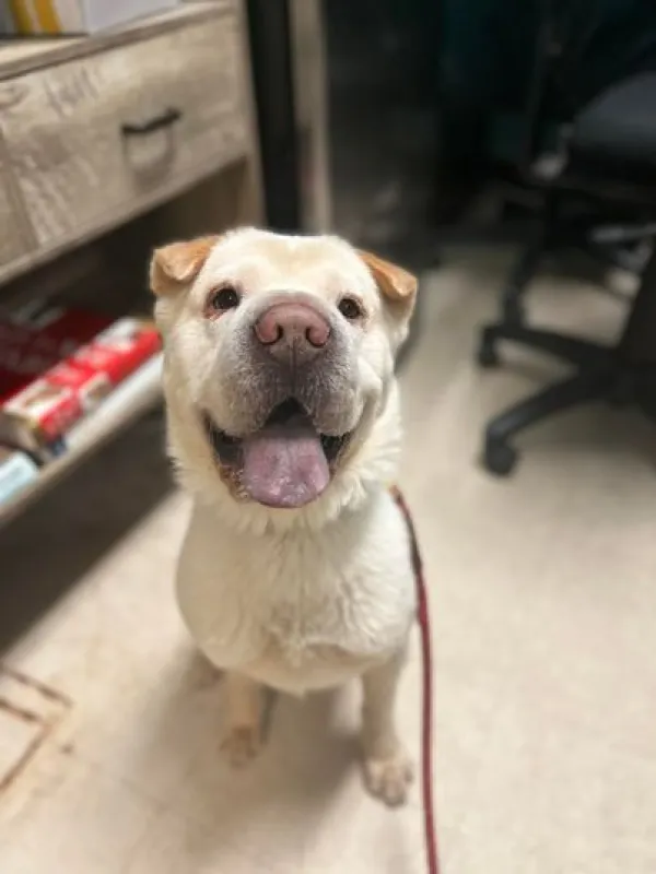When a couple adopts a shelter dog, they discover that the dog is his brother. 1 shelter