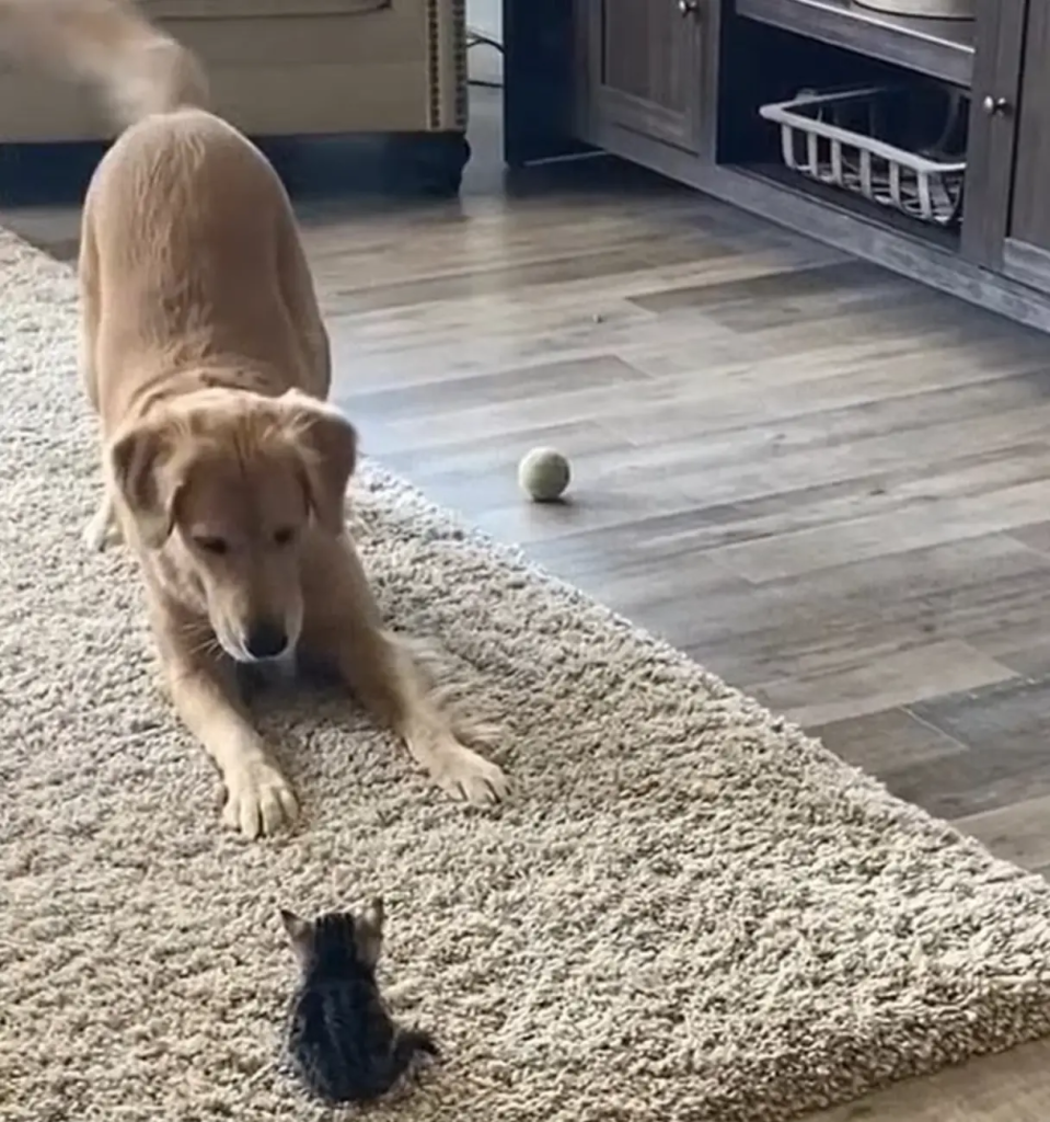 Watch the Golden Retriever's adorable response when meeting the family's new rescue kitten. 1 kitten