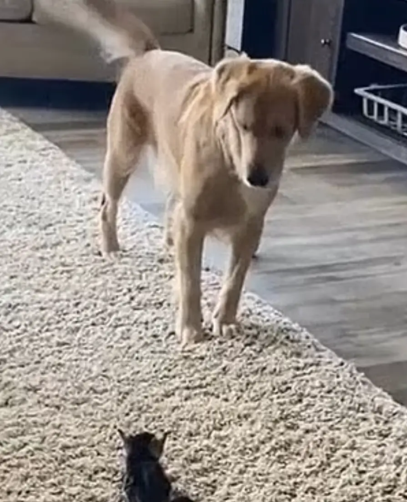 Watch the Golden Retriever's adorable response when meeting the family's new rescue kitten. 2 image 183