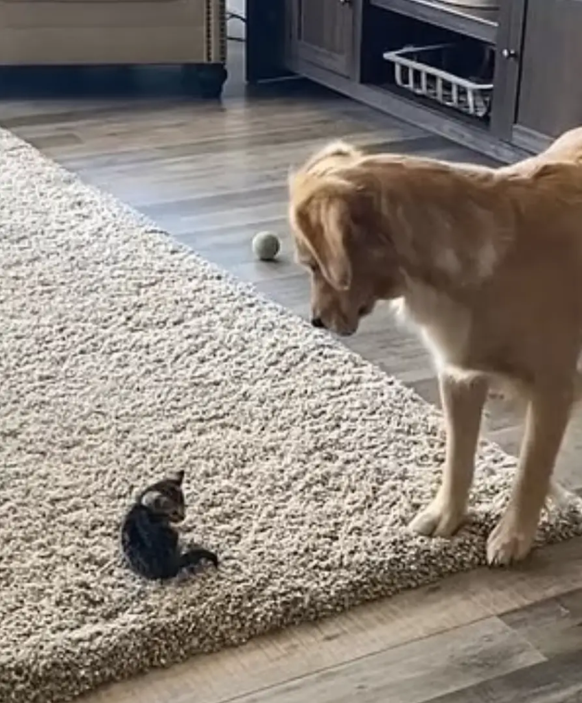Watch the Golden Retriever's adorable response when meeting the family's new rescue kitten. 3 image 184