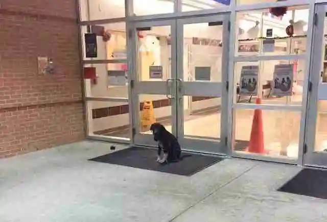 Every morning, a stray dog "mysteriously appeared" at school. The teacher became involved. 1 dog